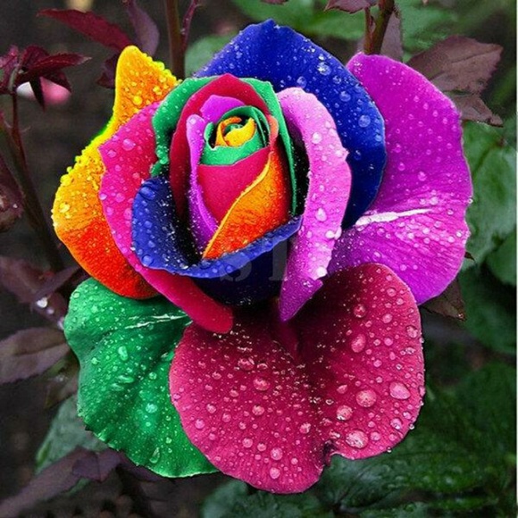 gardeningqueen5